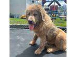 Tibetan Mastiff Puppy for sale in Spanish Fork, UT, USA