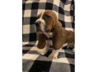 Basset Hound Puppy for sale in Womelsdorf, PA, USA