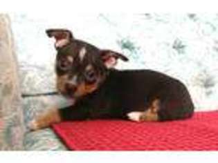 Chihuahua Puppy for sale in Davenport, IA, USA