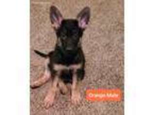 German Shepherd Dog Puppy for sale in Manchester, TN, USA