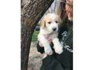Labradoodle Puppy for sale in Blue Ridge, TX, USA