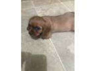 Cavalier King Charles Spaniel Puppy for sale in Milton, IA, USA