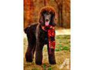 Mutt Puppy for sale in WEST FORK, AR, USA
