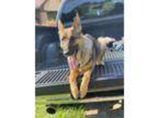 German Shepherd Dog Puppy for sale in Decatur, GA, USA