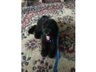 Goldendoodle Puppy for sale in Masontown, WV, USA