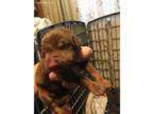 Doberman Pinscher Puppy for sale in Porter, TX, USA