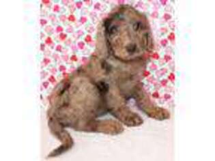 Labradoodle Puppy for sale in Hermitage, MO, USA