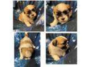 Mutt Puppy for sale in Aviston, IL, USA