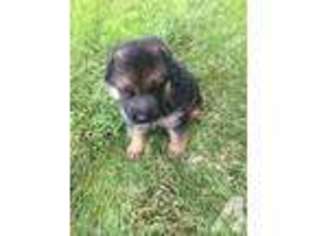 German Shepherd Dog Puppy for sale in GRAPEVIEW, WA, USA