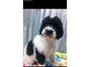 Goldendoodle Puppy for sale in Scottsboro, AL, USA