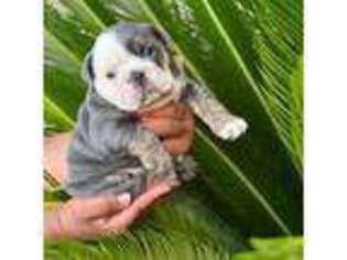 Bulldog Puppy for sale in Baton Rouge, LA, USA