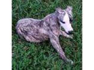 Whippet Puppy for sale in Lenoir City, TN, USA