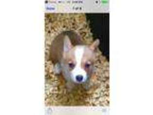 Pembroke Welsh Corgi Puppy for sale in Caro, MI, USA