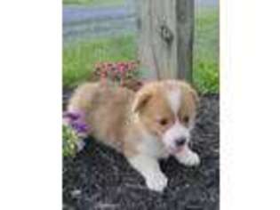 Pembroke Welsh Corgi Puppy for sale in Romulus, NY, USA