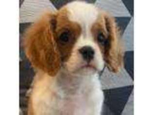 Cavalier King Charles Spaniel Puppy for sale in Morrilton, AR, USA