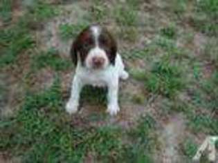 English Springer Spaniel Puppy for sale in FREEHOLD, NJ, USA