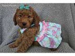 Goldendoodle Puppy for sale in Orange, TX, USA