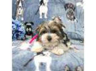 Biewer Terrier Puppy for sale in Dornsife, PA, USA
