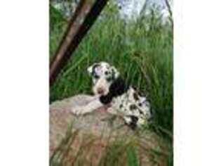 Great Dane Puppy for sale in Weatherby, MO, USA