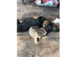 Dachshund Puppy for sale in Laramie, WY, USA