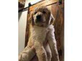 Goldendoodle Puppy for sale in Youngstown, FL, USA