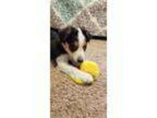 Border Collie Puppy for sale in Amarillo, TX, USA