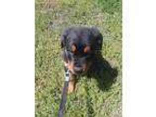 Rottweiler Puppy for sale in Ruther Glen, VA, USA