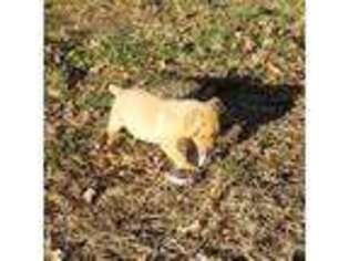 Labrador Retriever Puppy for sale in Gladstone, IL, USA