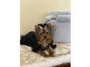 Yorkshire Terrier Puppy for sale in Newport, TN, USA