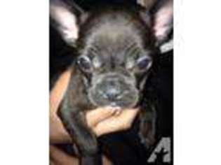 French Bulldog Puppy for sale in ELKHORN, NE, USA