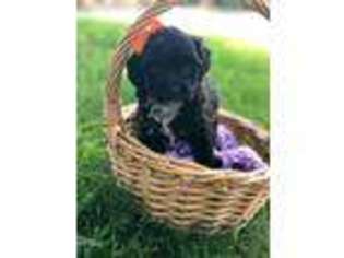 Cavapoo Puppy for sale in Azle, TX, USA