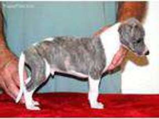 Whippet Puppy for sale in Bidwell, OH, USA