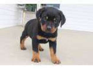 Rottweiler Puppy for sale in Apple Creek, OH, USA