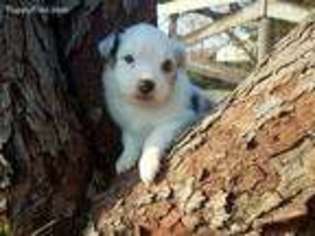 Medium Photo #1 Miniature Australian Shepherd Puppy For Sale in Fulton, MO, USA