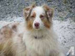 Australian Shepherd Puppy for sale in PROVIDENCE FORGE, VA, USA