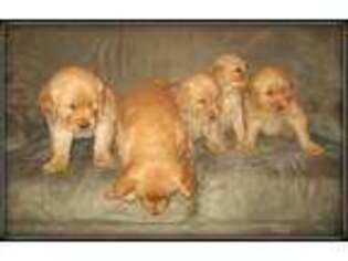 Golden Retriever Puppy for sale in Oroville, CA, USA