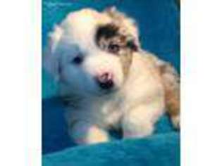 Australian Shepherd Puppy for sale in Howell, MI, USA