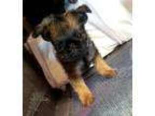 Brussels Griffon Puppy for sale in Pocola, OK, USA