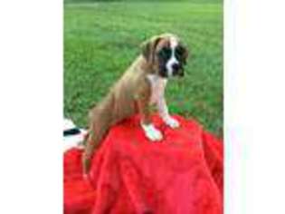 Boxer Puppy for sale in Commerce, GA, USA