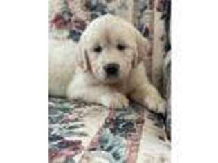 Mutt Puppy for sale in Plymouth, MA, USA