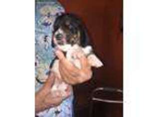 Basset Hound Puppy for sale in Charlton, MA, USA