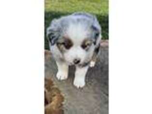Miniature Australian Shepherd Puppy for sale in Raymondville, MO, USA