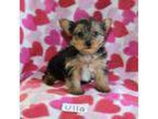Yorkshire Terrier Puppy for sale in Hopkinsville, KY, USA