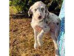 Labradoodle Puppy for sale in Nicholls, GA, USA