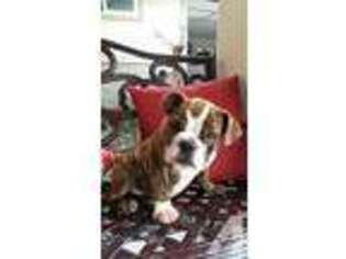 Bulldog Puppy for sale in HILO, HI, USA