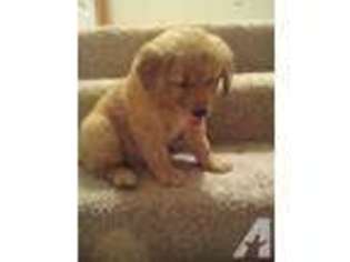 Golden Retriever Puppy for sale in CLE ELUM, WA, USA