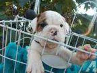 Bulldog Puppy for sale in HOWARDSTOWN, KY, USA