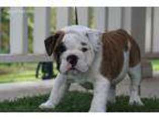 Bulldog Puppy for sale in Fremont, CA, USA
