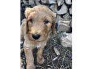 Goldendoodle Puppy for sale in Kalispell, MT, USA
