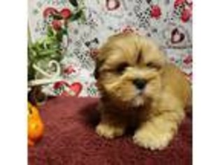 Medium Photo #1 Lhasa Apso Puppy For Sale in Jay, OK, USA